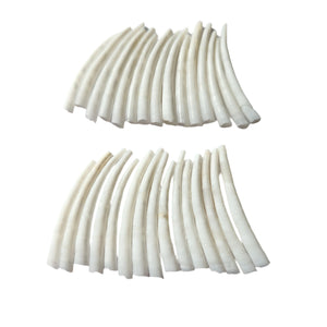 Dentalium Shells 1.5 inch