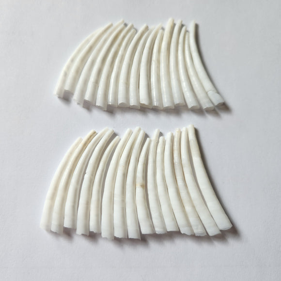 Dentalium Shells 1.5 inch