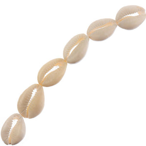 Cowrie Shell 20x25mm 8pc