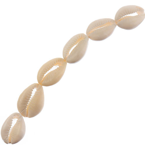 Cowrie Shell 20x25mm 8pc